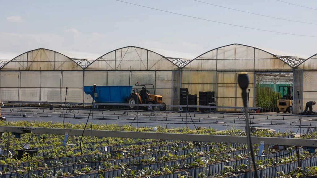 Un tracteur jaune devant de grandes serres industrielles avec des plants en pots au premier plan.