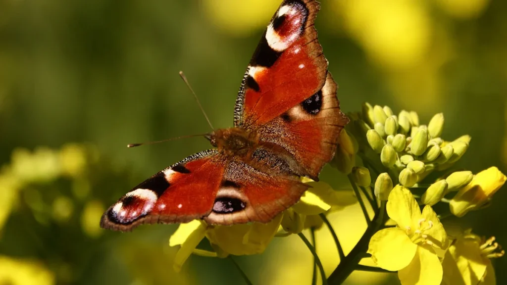 Papillon Paon-du-jour (Aglais io) posé sur des fleurs jaunes au printemps à Créteil