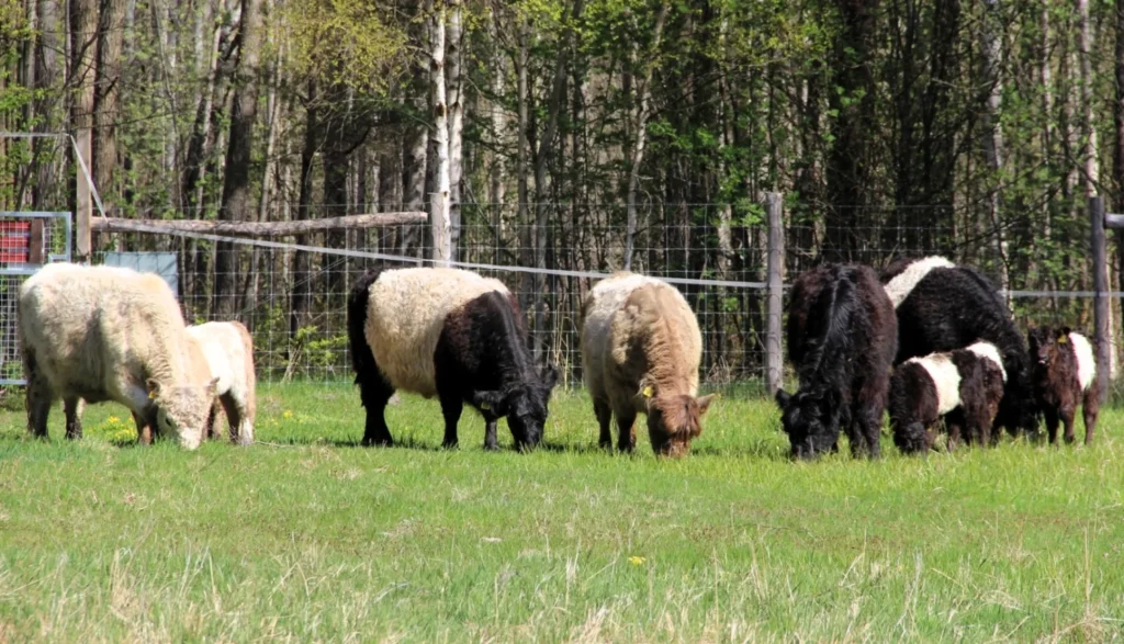 Plusieurs vaches et veaux Galloway ceinturés broutent l'herbe verte devant une forêt dense.
