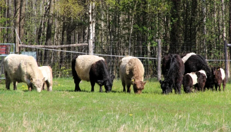 Plusieurs vaches et veaux Galloway ceinturés broutent l'herbe verte devant une forêt dense.