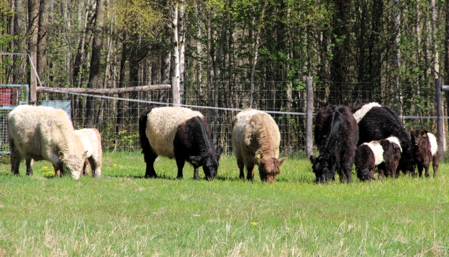 Plusieurs vaches et veaux Galloway ceinturés broutent l'herbe verte devant une forêt dense.