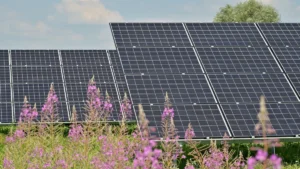 Plusieurs rangées de panneaux solaires installés dans un champ de fleurs violettes sous un ciel clair.