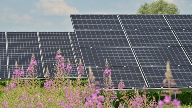 Plusieurs rangées de panneaux solaires installés dans un champ de fleurs violettes sous un ciel clair.