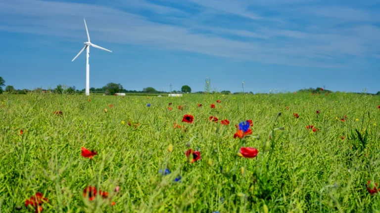 Une éolienne blanche s'élève au-dessus d'un champ de fleurs sauvages sous un ciel bleu.