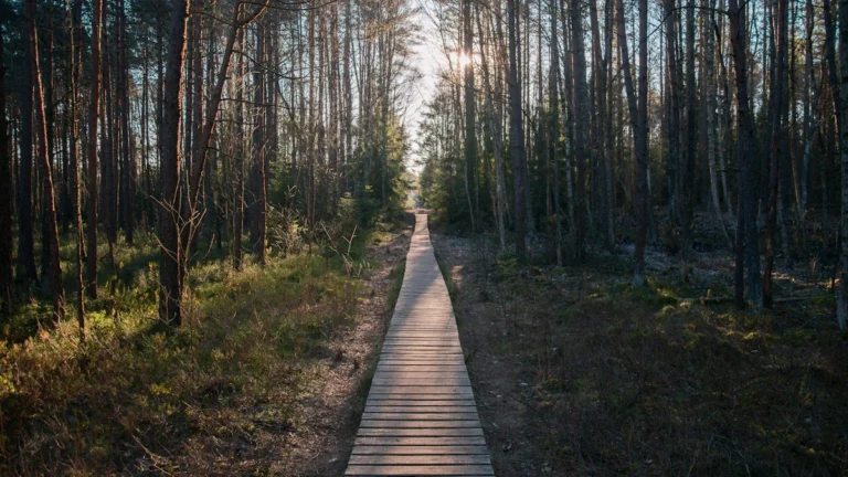 Un sentier en bois traversant une forêt dense vers la lumière, symbolisant le chemin de la mémoire des partisans lituaniens.