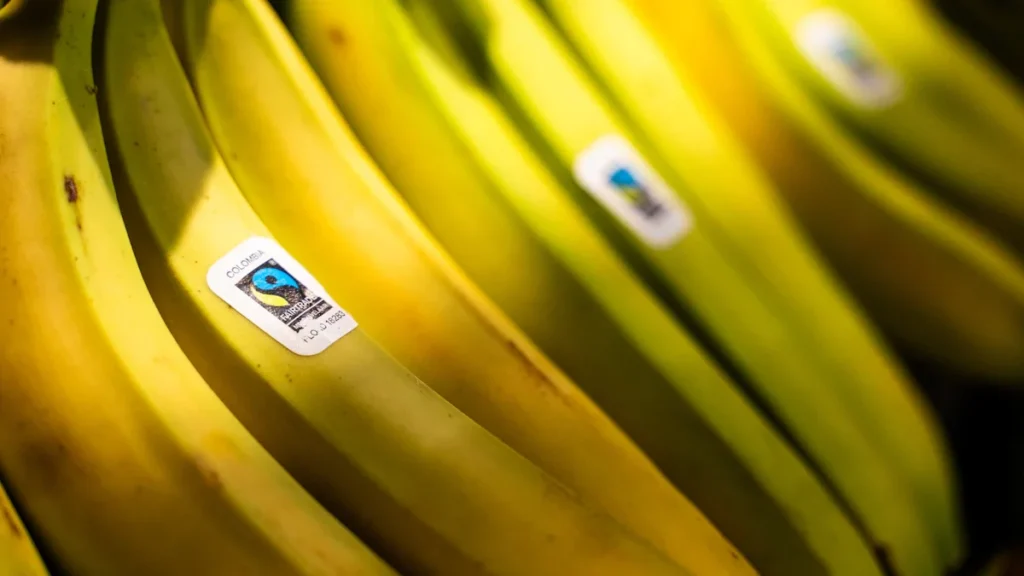 Gros plan sur des bananes portant le label bleu et vert du commerce équitable Fairtrade.