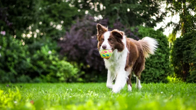 Un chien border collie joyeux joue avec une balle dans un jardin verdoyant.