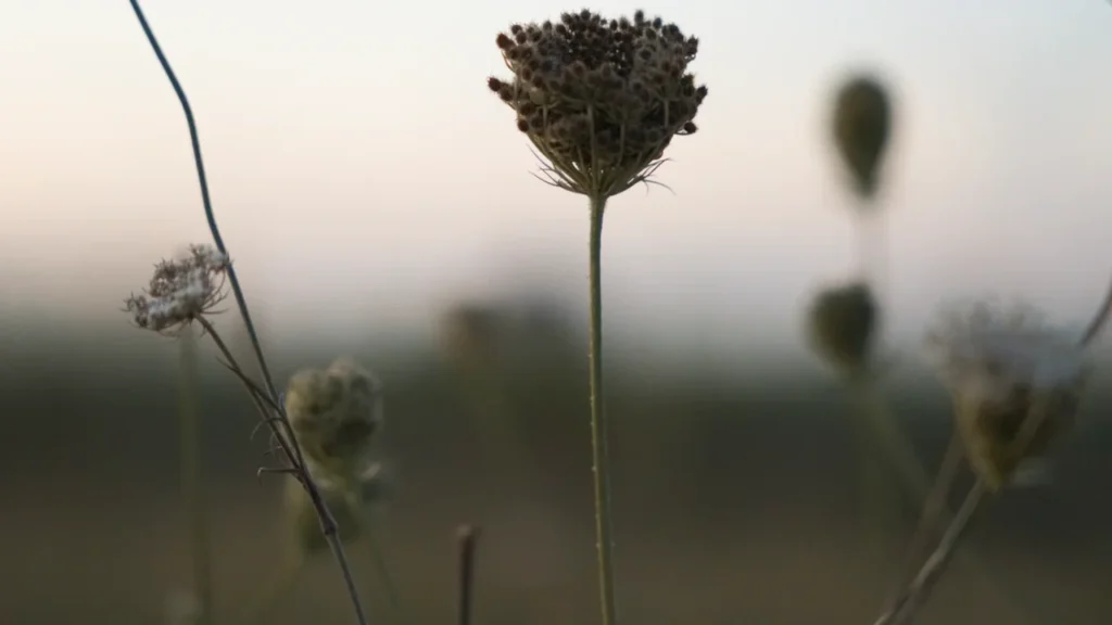 Un gros plan sur une fleur sauvage dans un champ breton typique.
