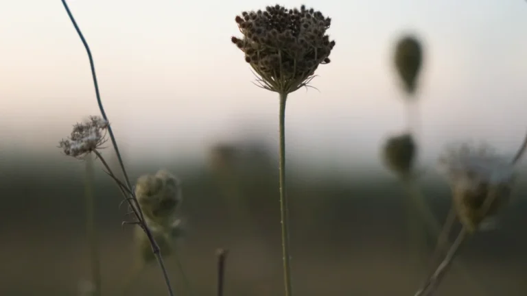 À Brest, les habitants ont choisi leur cliché nature