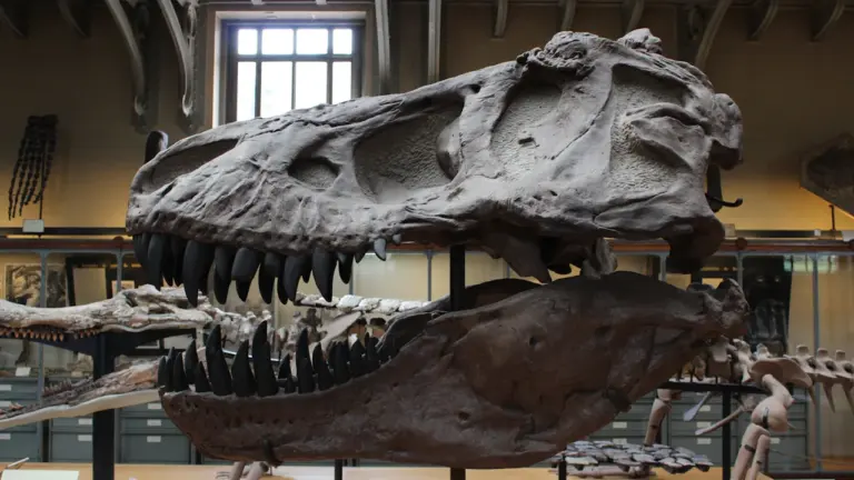 Squelette de dinosaure exposé dans un musée, invitant à découvrir l'histoire naturelle.