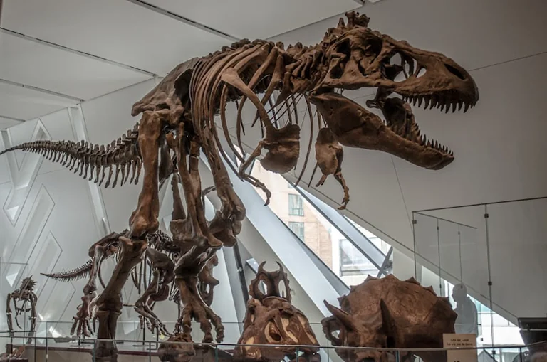 À Elbeuf, dinosaures et oiseaux réunis dans une exposition gratuite jusqu’en mars 2027