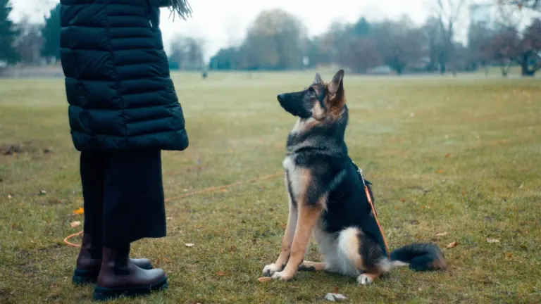 À Montreuil, des cours gratuits pour mieux éduquer son chien: ce qu’il faut retenir
