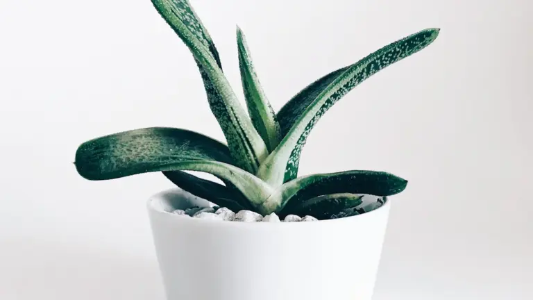 Ex(s)istere à Saint-Étienne : 14 plantes en accès libre: chronostand.fr