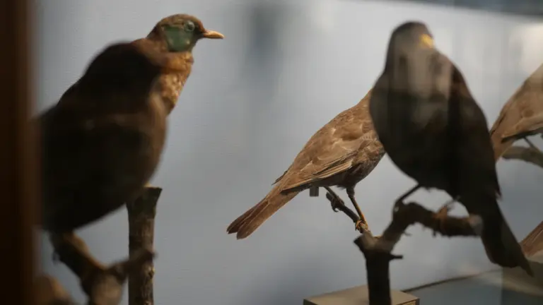 Bordeaux : Le Muséum sur les oiseaux, Bonnefin, gratuit, inscription