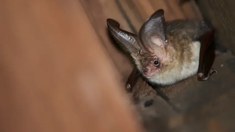 Chauves-souris à Lannion : sortie gratuite le 28 août: les informations pratiques