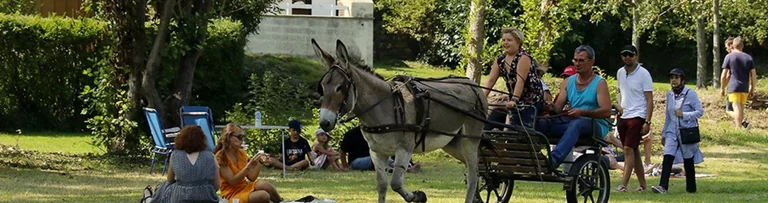 Cherbourg : la Fête des ânes, une journée familiale gratuite