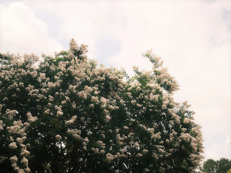 Saint-Fiacre à Orléans : 70 000 fleurs dès le 28 août: ce qu'il faut retenir