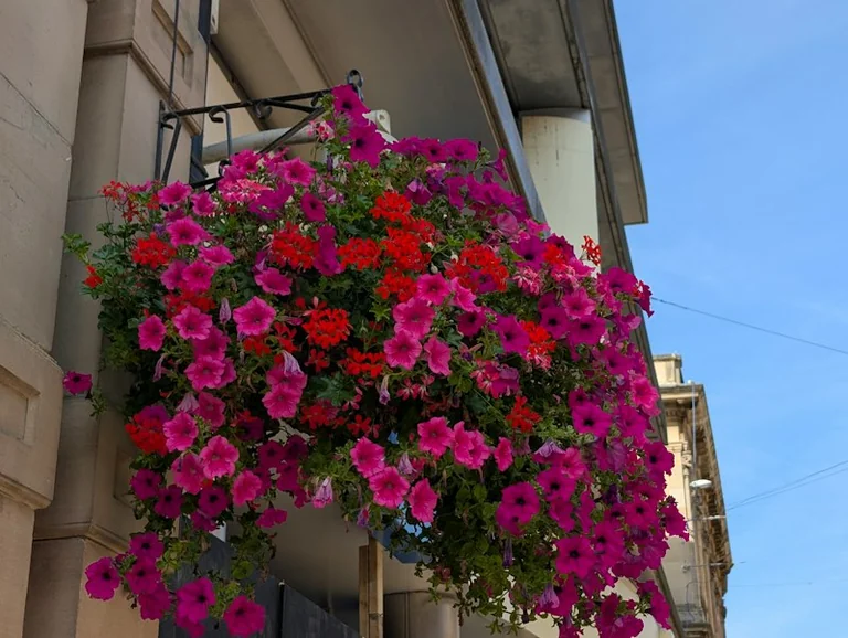 À Dreux, 47 jardins et balcons fleuris récompensés