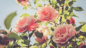 Nuances de roses à Orléans : deux jours gratuits au jardin