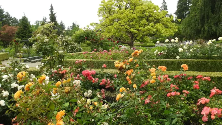 Orléans : un week-end gratuit dédié à la rose au Jardin des plantes